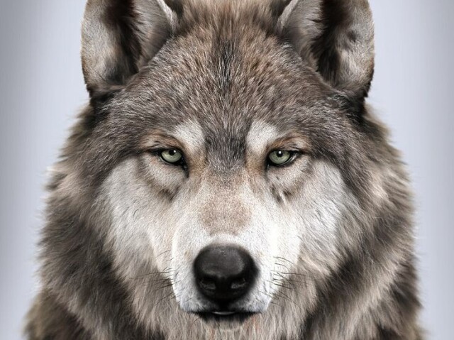 Lobo