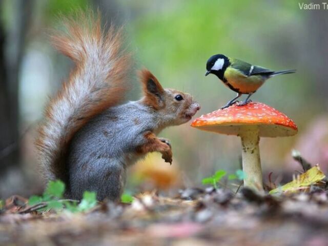 Animais de floresta, como passarinhos, esquilos, guaxinins e etc