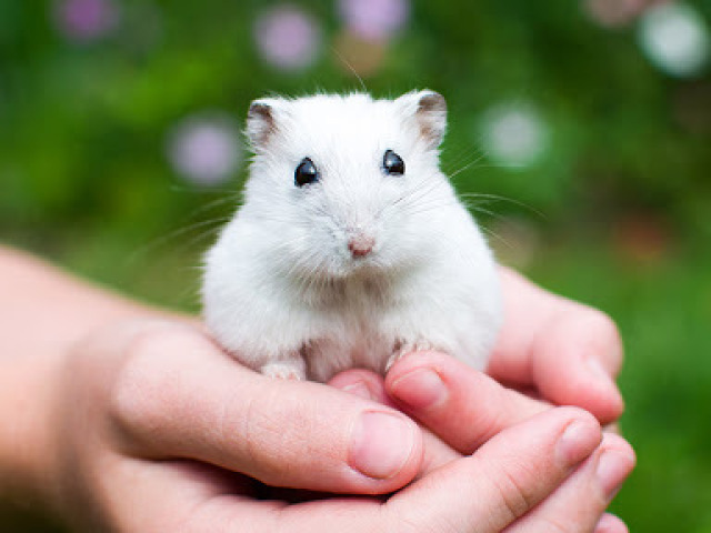 Hamster