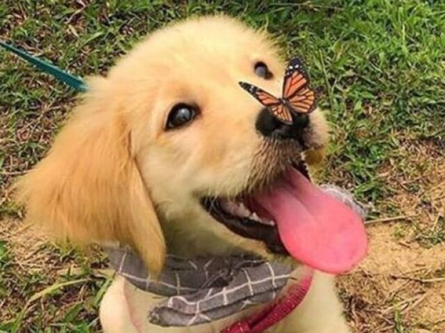 1-Labrador ou 
Golden retriver.