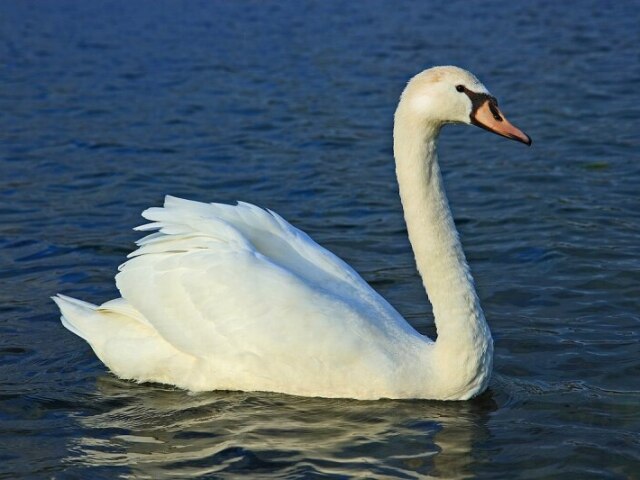 Cisne