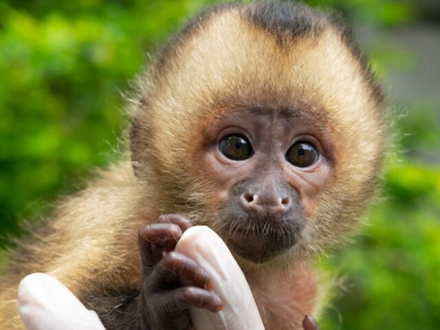 macaco (faminto)