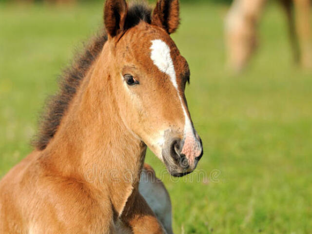 Cavalo lerdo