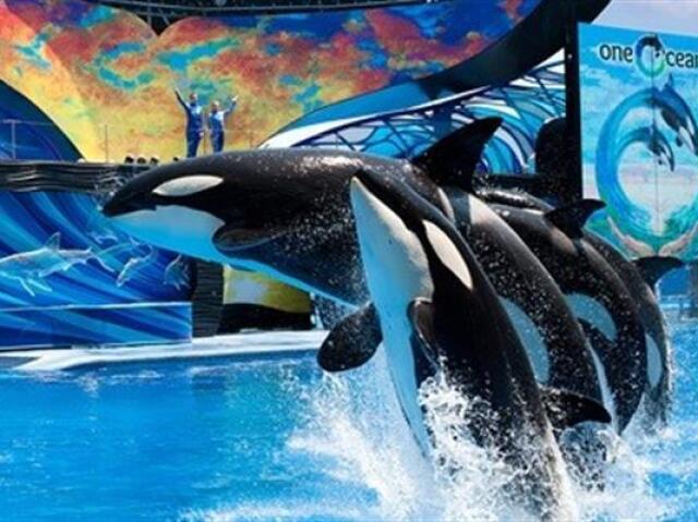 SeaWorld