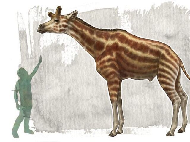 Giraffokeryx