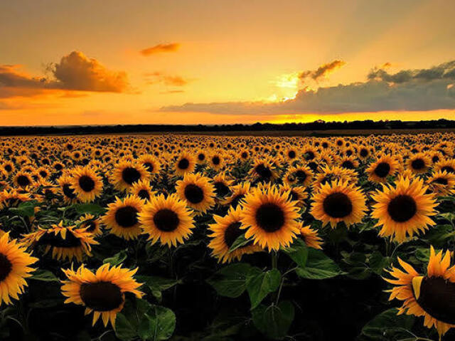 Girasol