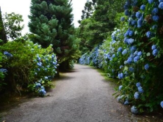 Caminho das flores