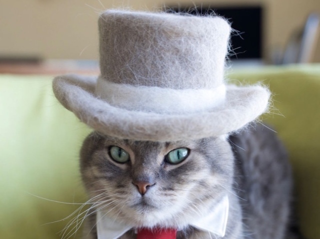 Gatinho