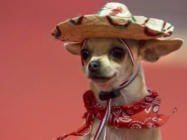 Cachorro