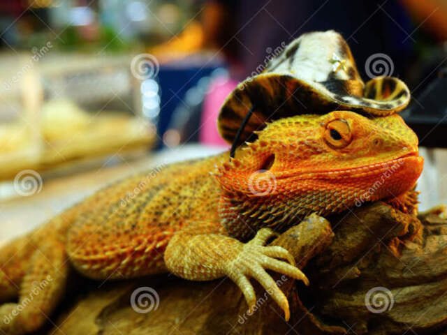 Dragão