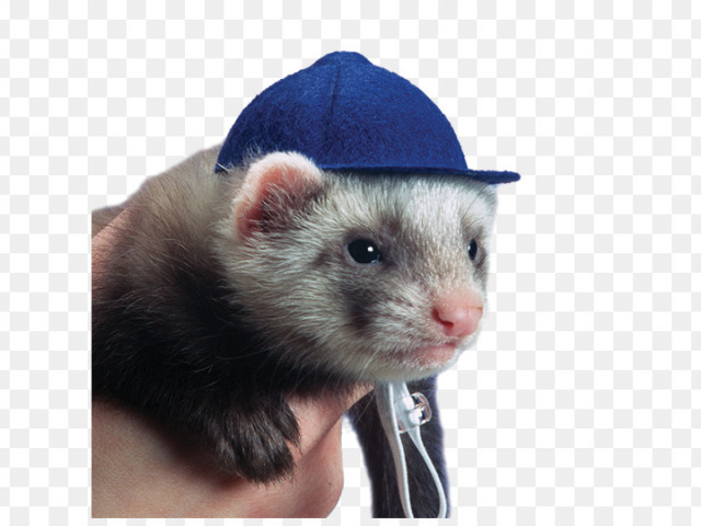 Furão