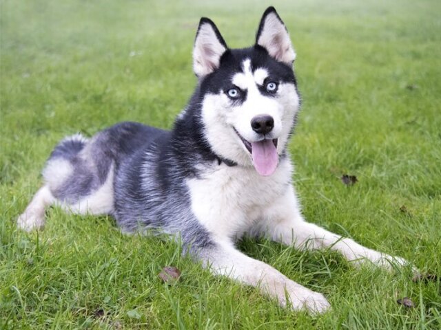 husky siberiano