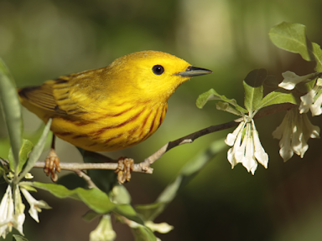 Passarinhos. 
Sempre sei a hora certa de abrir a boca e alegrar o ambiente em que estou através das minhas palavras.