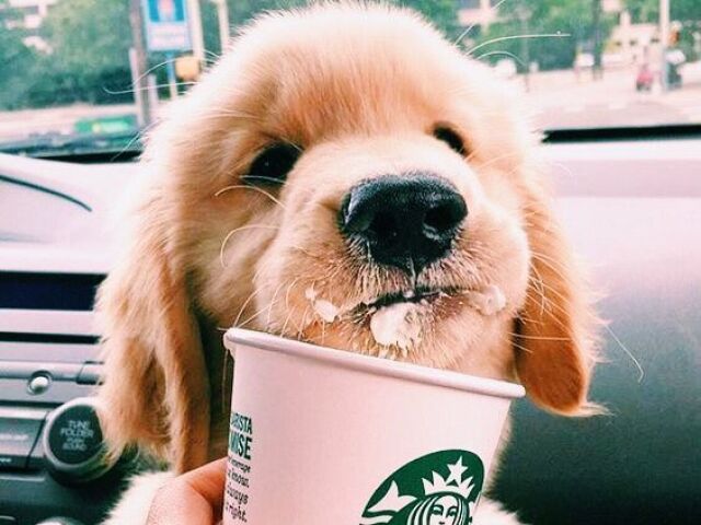 ~>starbucks
{para todos os pets}