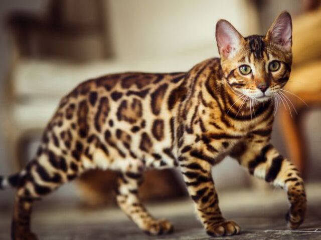 Bengal