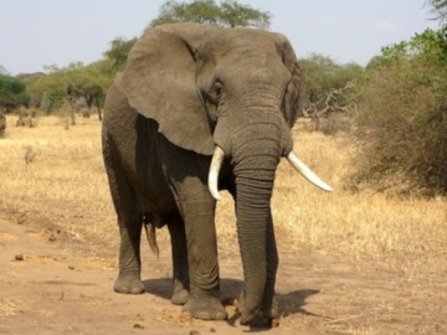 Elefante