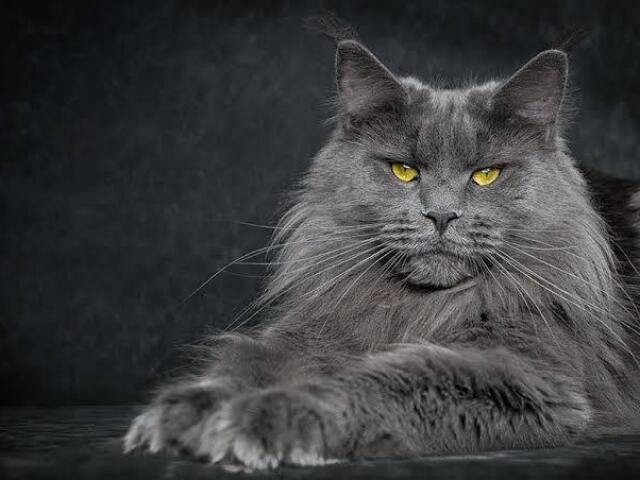 Maine Coon
