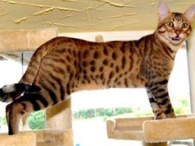 Savannah