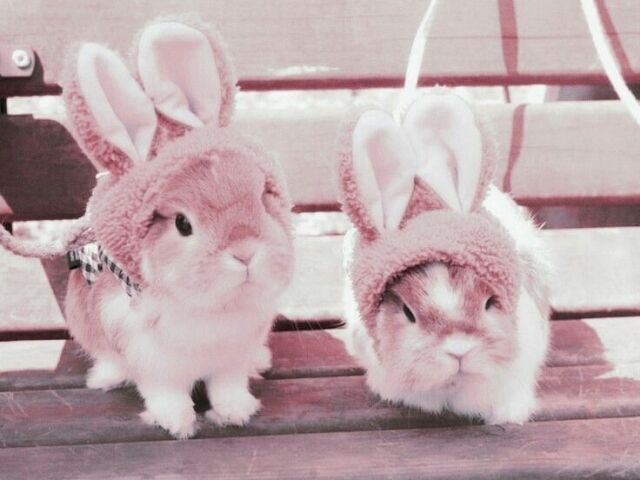 Lost Bunnies...
