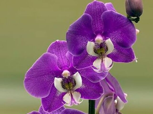 💜Orquídea💜