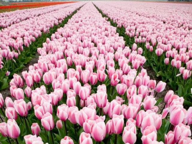 💗Tulipa💗