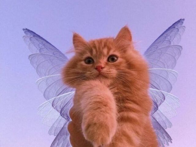 Perfeito ᓚᘏᗢ