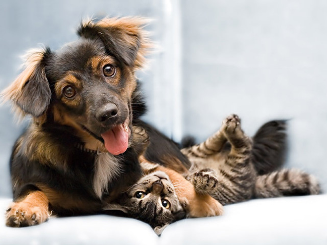 eu tinha um(a) gato e um(a) cachorro