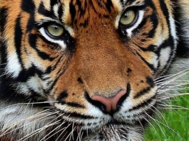 Tigre