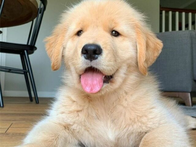 Um golden retriever