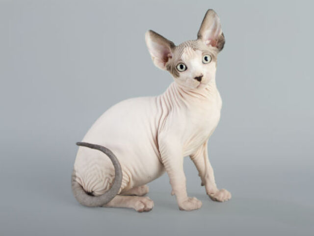 Sphynx