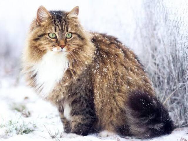 Siberiano