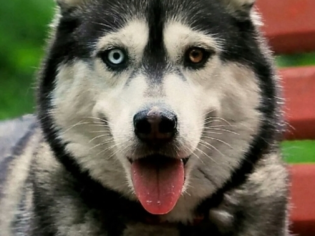 Esse Husky