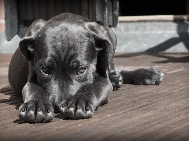 Cachorro