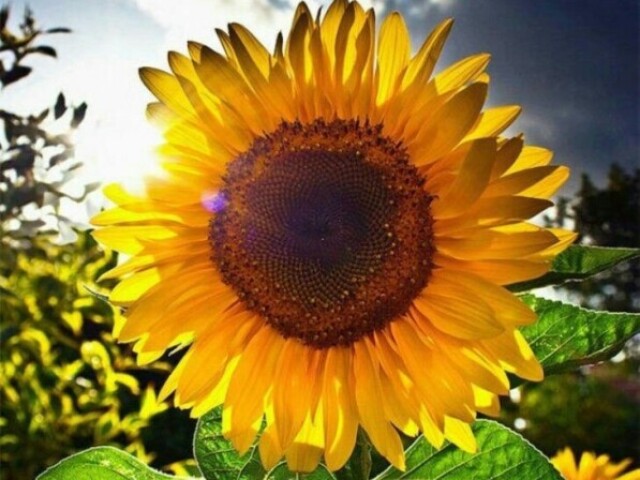 Girasol