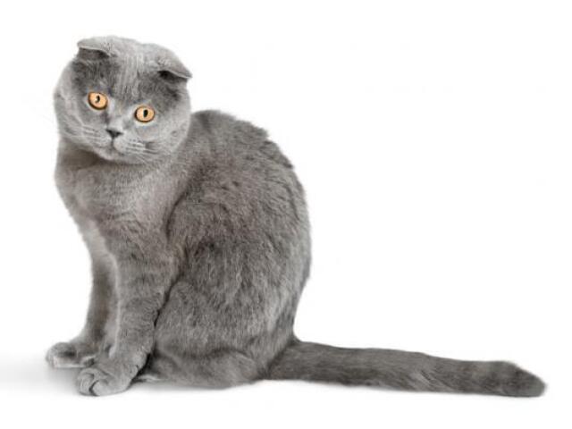 Scottish Fold