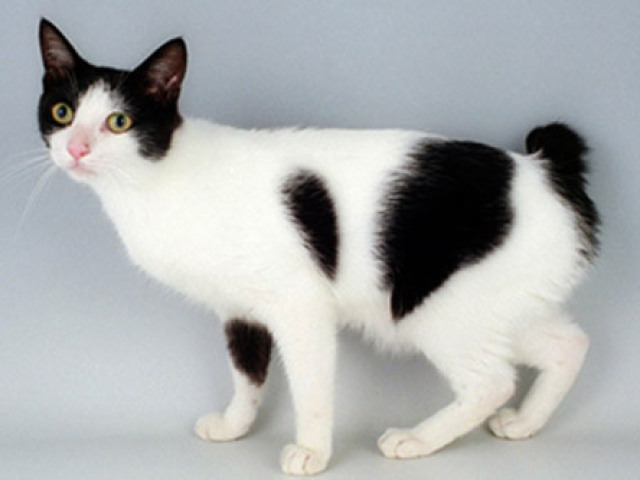 Bobtail Japonês