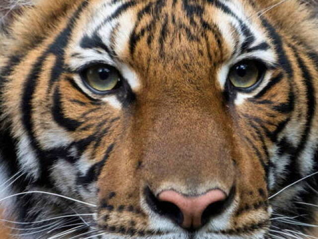 Tigre