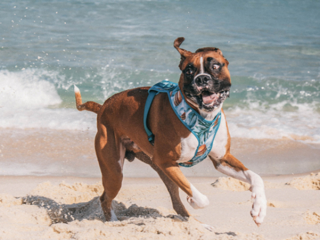 Hiperativo, 7 horas no máximo só para cansar esse doginho