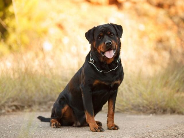 Rottweiler