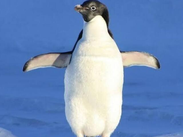 Pinguim