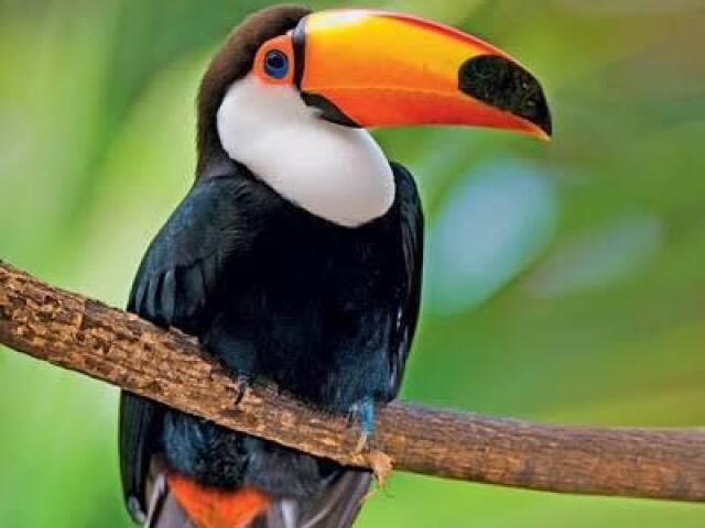 Tucano