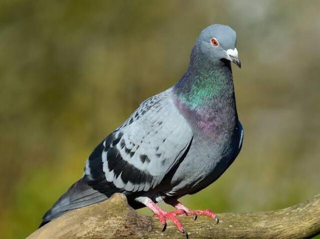 Pombo