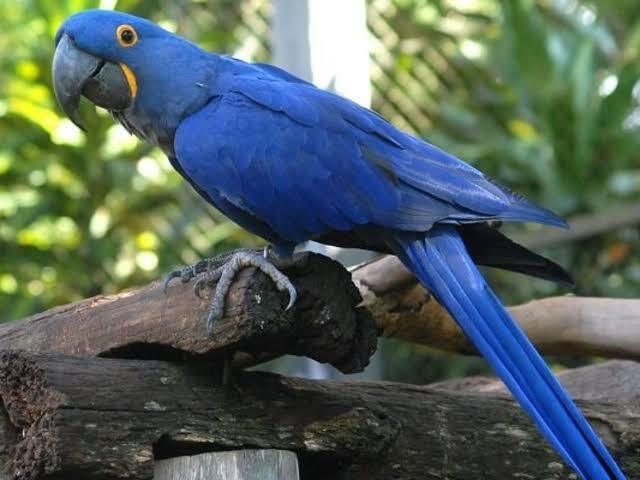 Arara azul