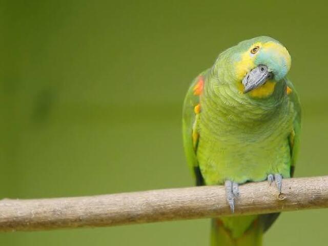 Papagaio