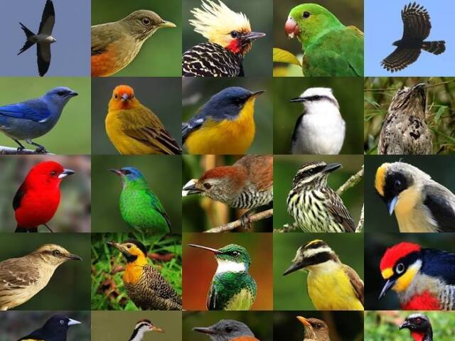 Qual ave combina com sua personalidade?