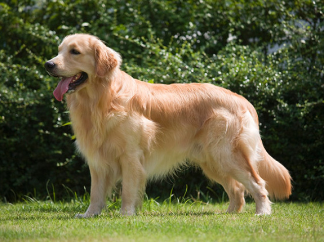 Golden Retriever