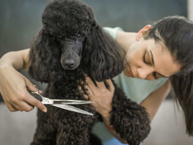 Poodle