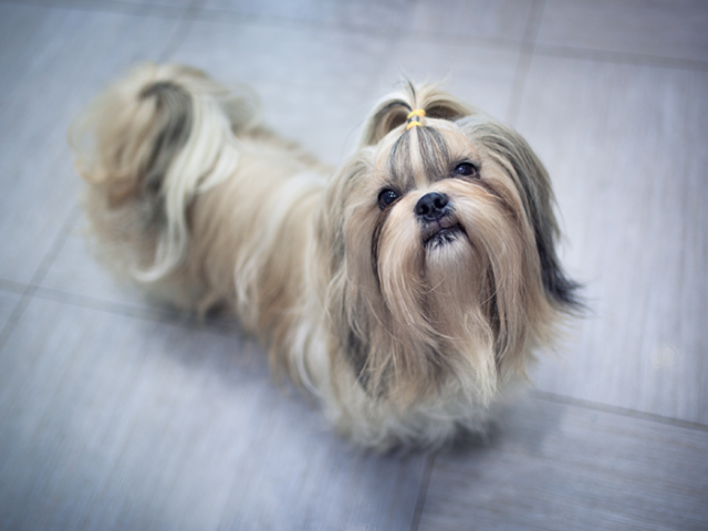 Shih Tzu