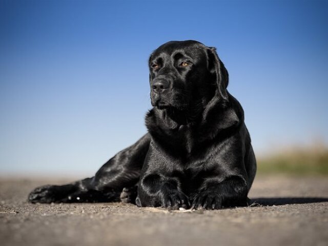 Labrador