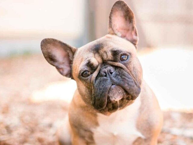 Buldogue Francês